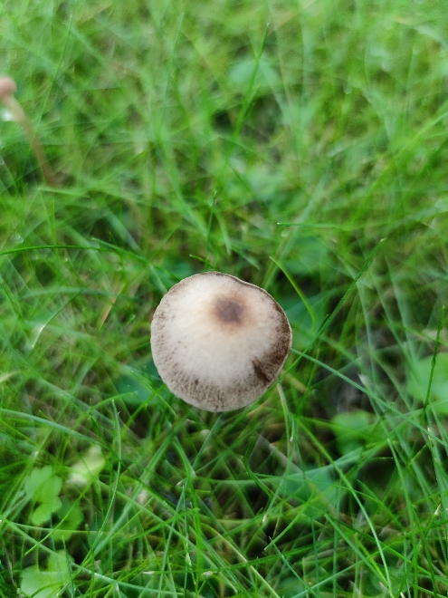 Identificazione di un fungo